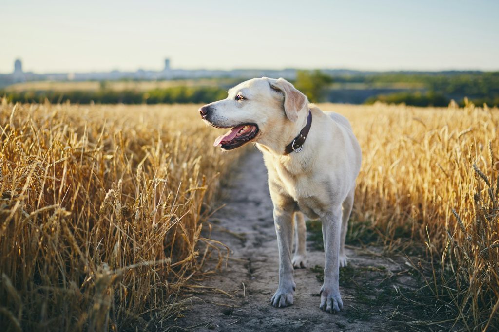 4 choses à faire si votre chien souffre de la chaleur estivale