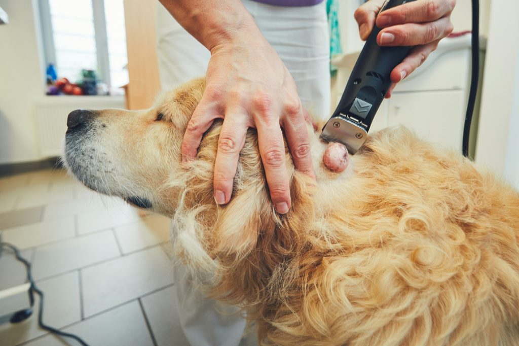 Exérèse tumorale chez le chien