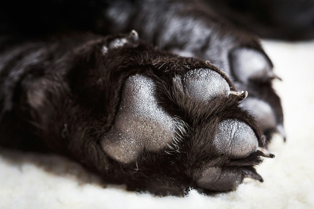 Ces chaussons pour chien protègent ses coussinets quand la température monte