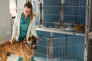 Hospitalisation chez le chien