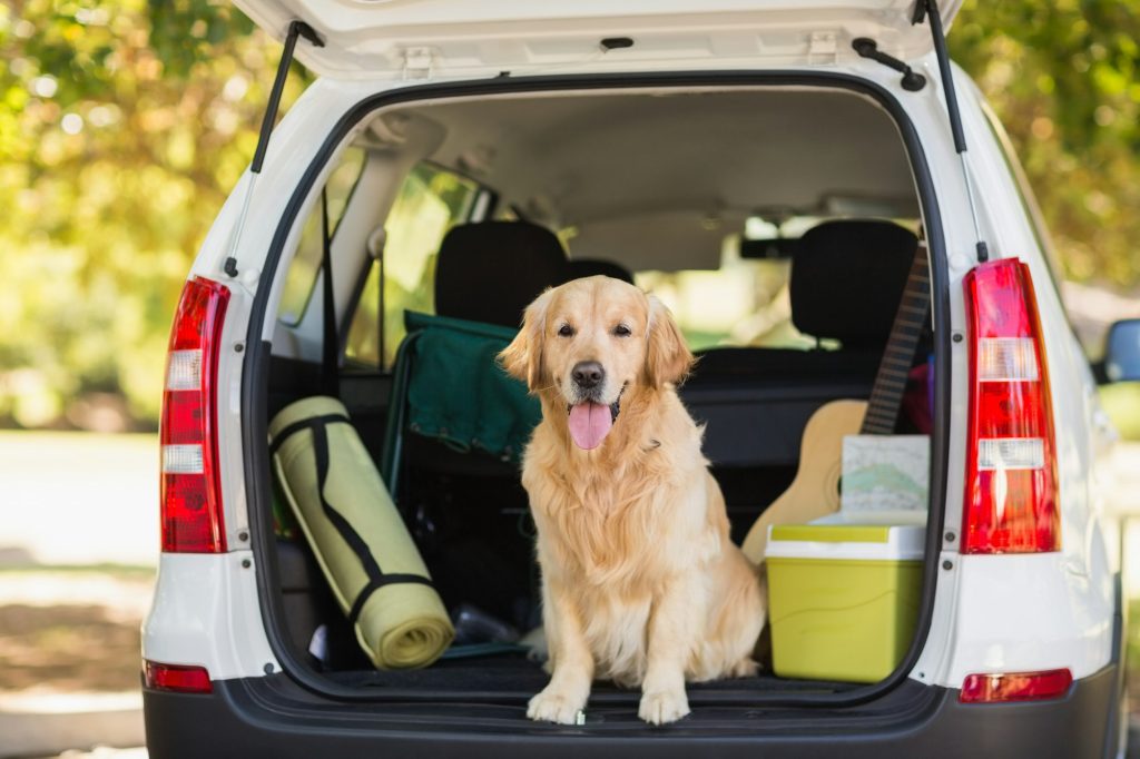 C'est les vacances ! Voici 5 trucs à retenir pour améliorer le confort de toutou en voiture