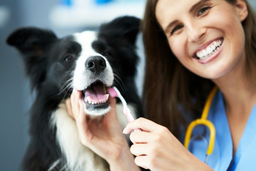 Consultation de gastro-entérologie chez le chien