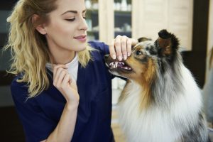 Consultation de dentisterie chez le chien