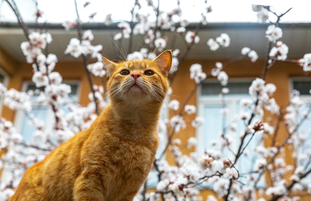 Faut-il castrer son chat ? Avantages et inconvénients