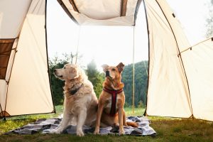 N'oubliez pas ces 4 choses si vous partez en camping avec un chien
