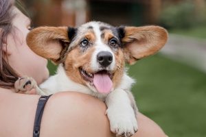 Chirurgie de l'oreille chez le chien