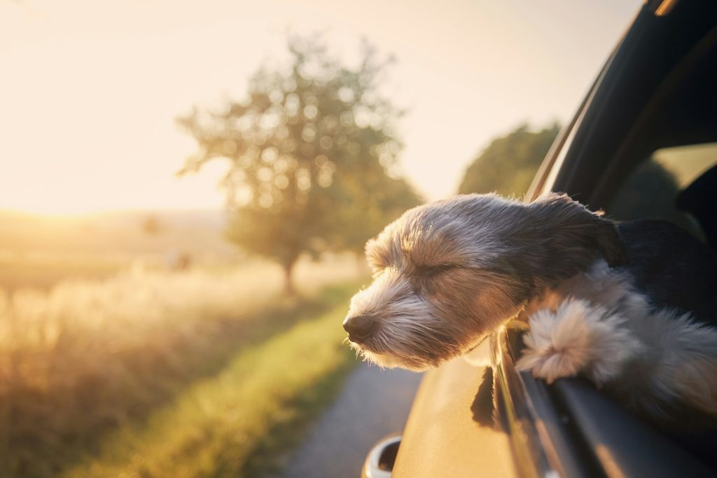 Comment préparer un voyage avec mon chien ? Nos conseils pour vos vacances