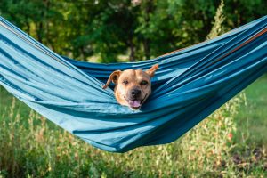 Coups de chaleur chez le chien : ils peuvent survenir à tout moment !