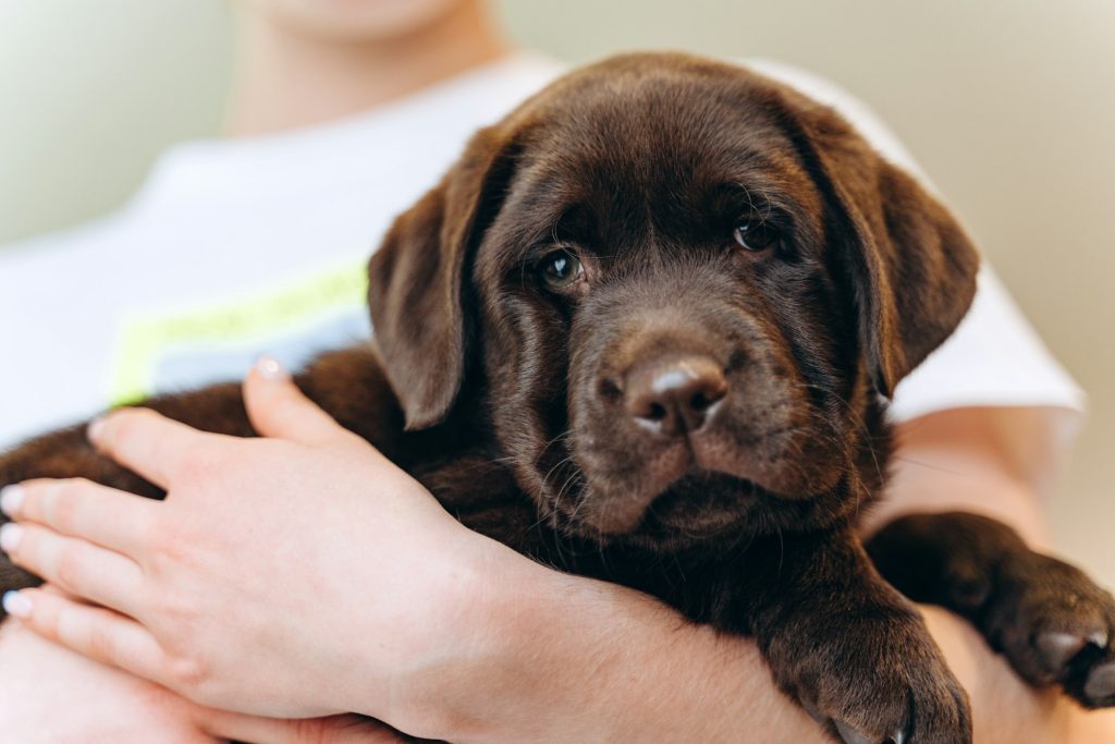 Bien choisir son éleveur de chien : 3 étapes clés à respecter