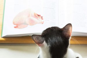 3 aliments qui peuvent soutenir la santé de votre chat