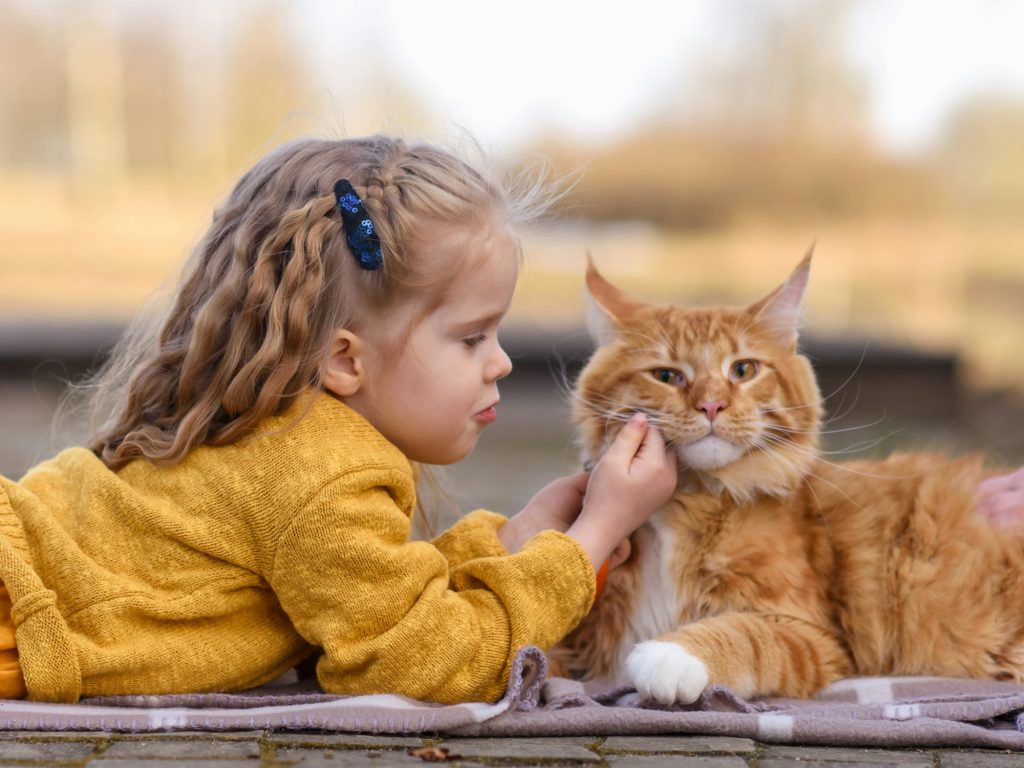 Chat Maine Coon