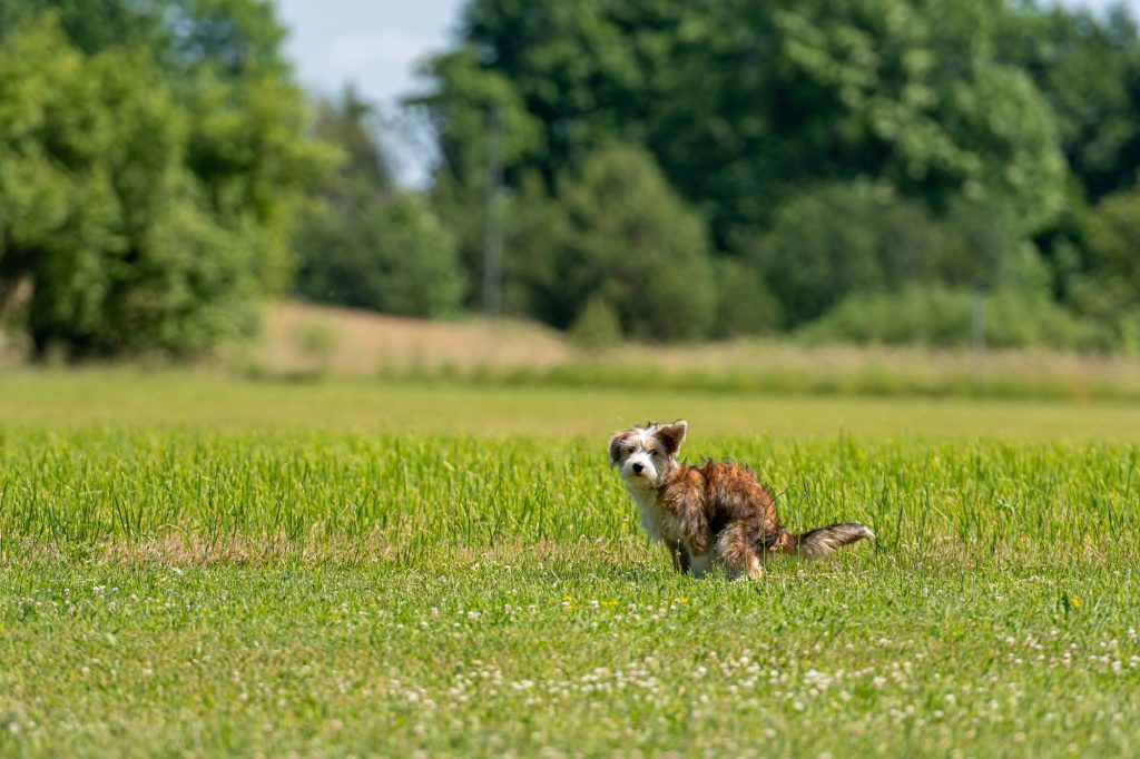 Incroyable ! Les chiens s'aligneraient avec le champ magnétique terrestre quand ils défèquent