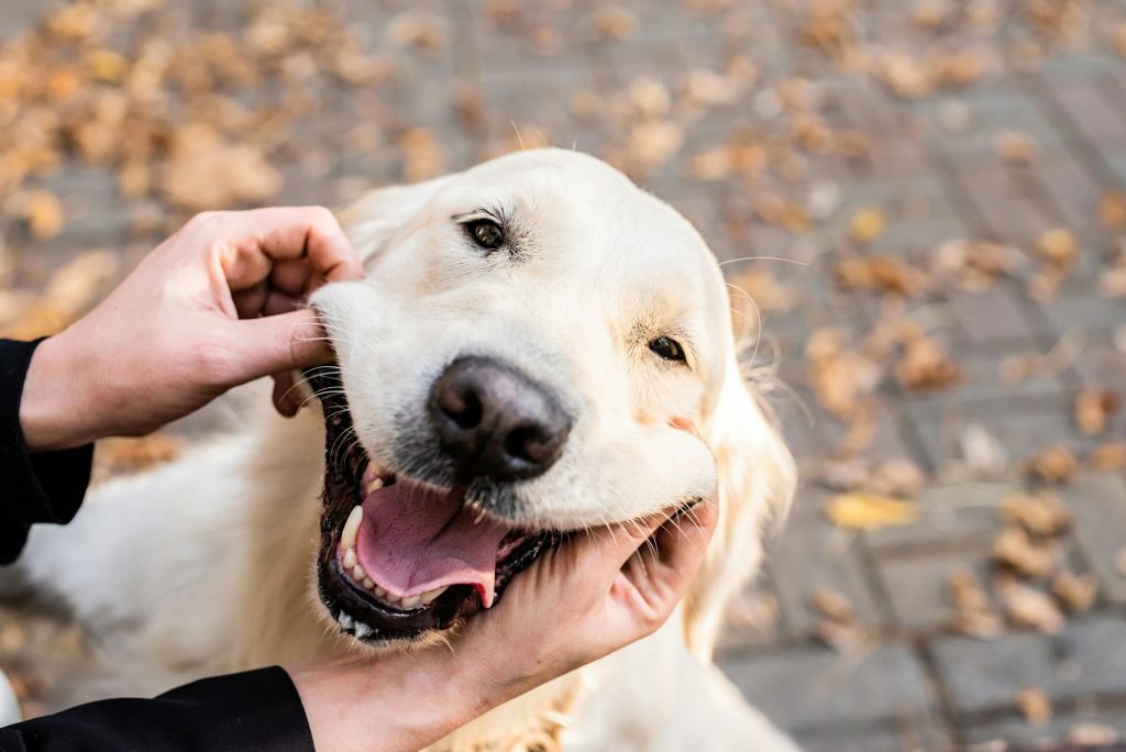 Maxillectomie chez le chien