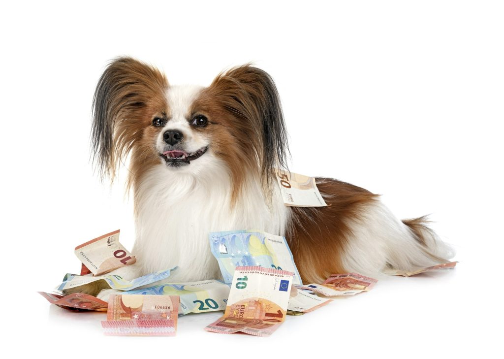 Je maîtrise mon budget chien : nos 4 conseils pour faire de vraies économies