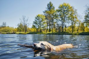 Les 5 activités préférées des chiens en été