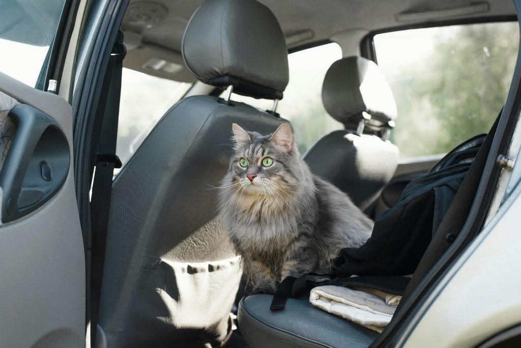 Départ en vacances : j'emmène mon chat, ou je le fais garder ? Nos conseils.