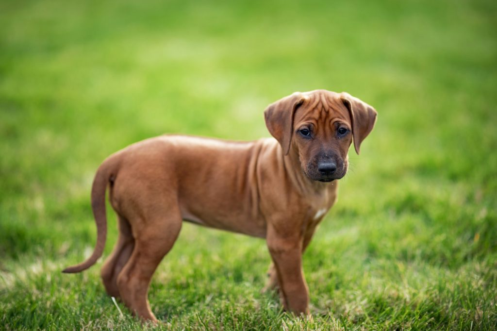 Mon chien est soumis : est-il malheureux pour autant ?