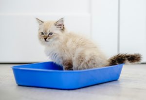 Connaissiez-vous ces 4 trucs pour éviter les mauvaises odeurs dans la litière du chat ?