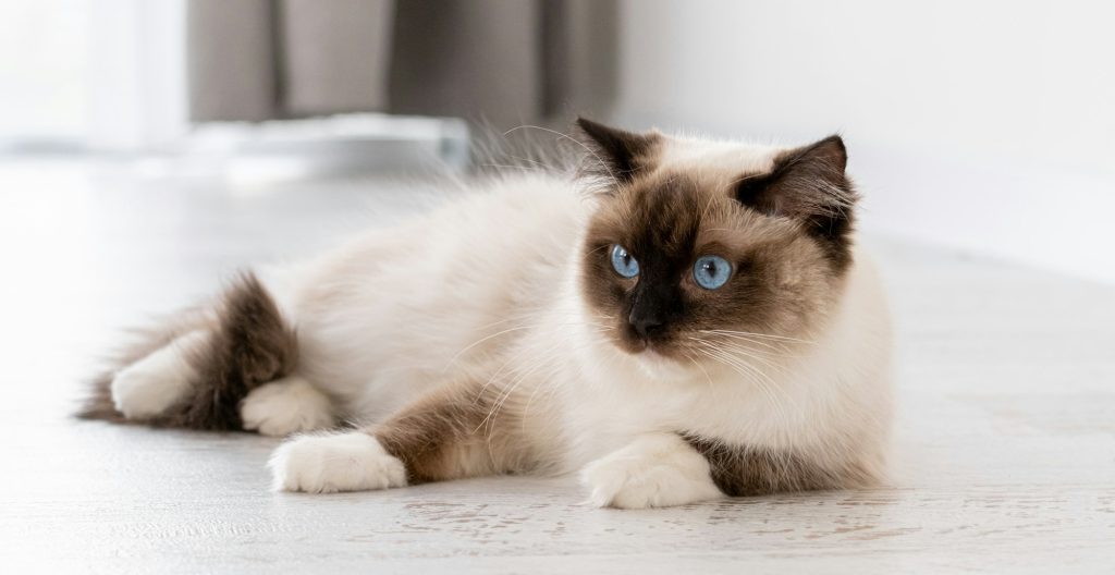 Le Ragdoll est-il le chat d'intérieur idéal ?