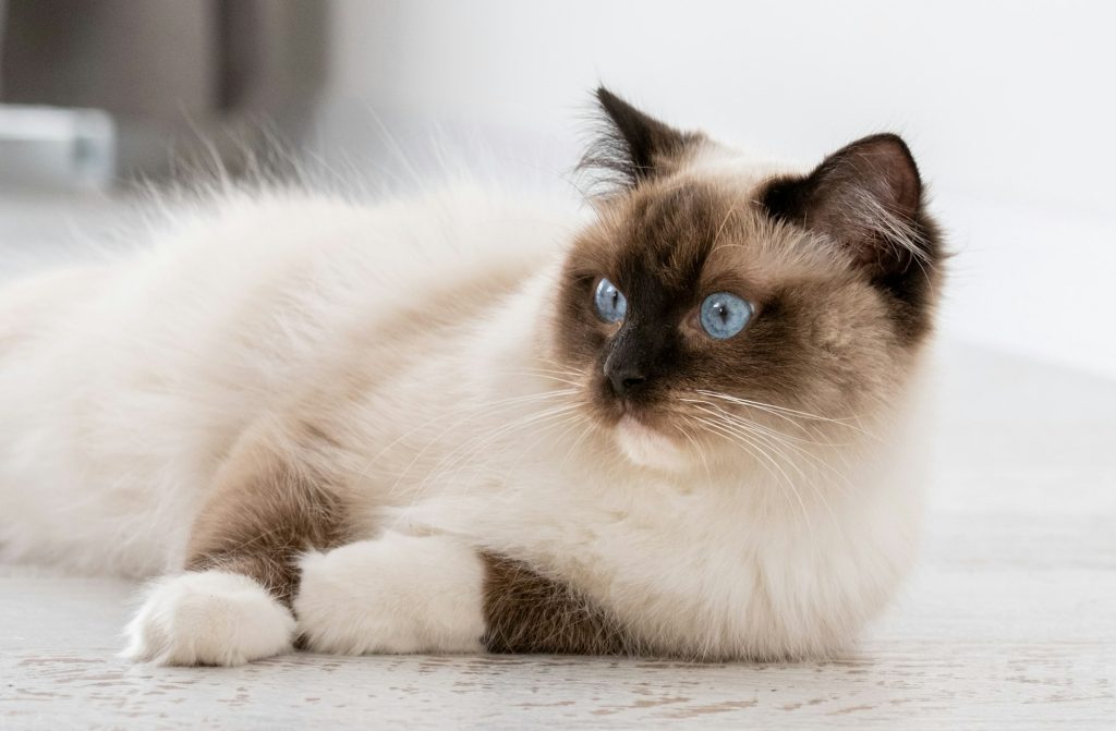 Chat Ragdoll