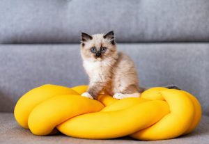 Les 5 races de chat les plus calmes
