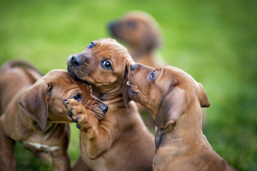 Découvrez ces 6 races de chiens qui n'aboient pas