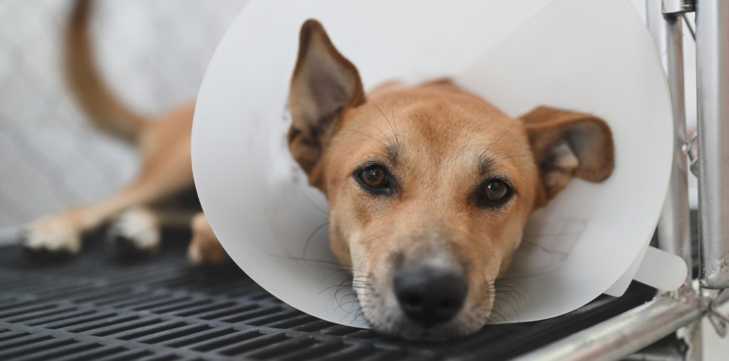 Parage d'abcès chez le chien