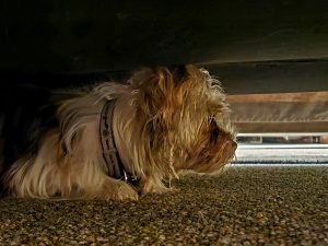 Quand le tonnerre gronde : pourquoi mon chien est-il si stressé en cas d'orage ?