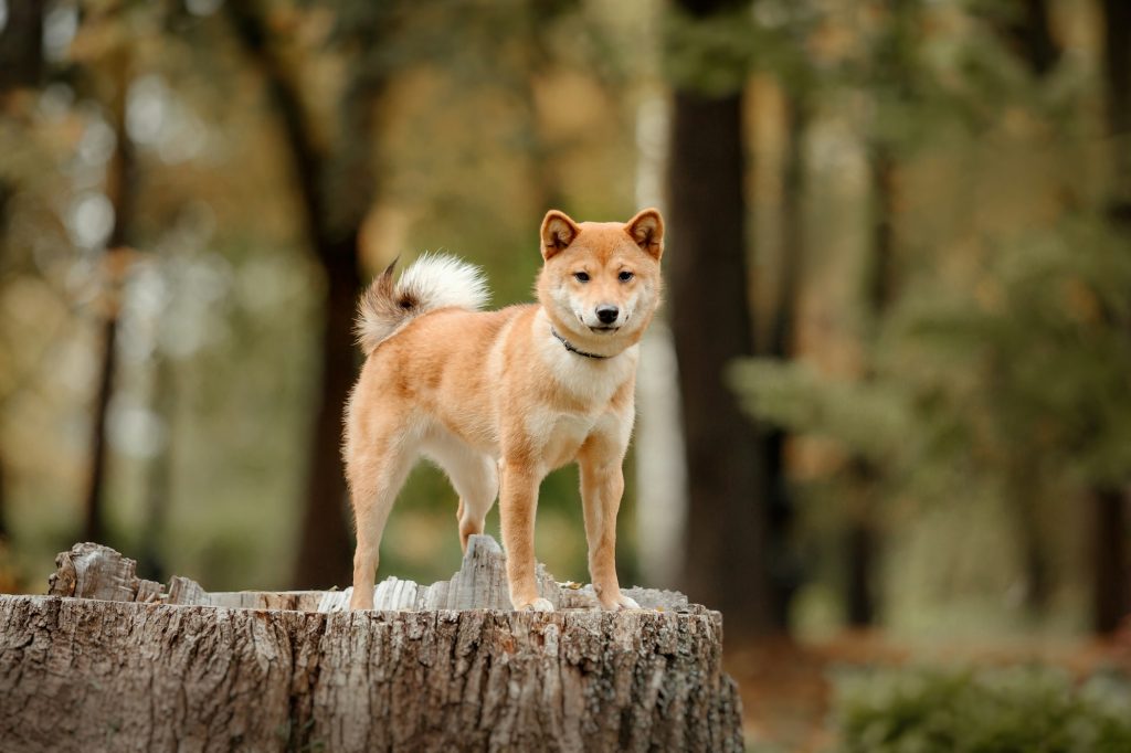 Un chien ou un renard ? On vous dit tout sur le Shiba Inu