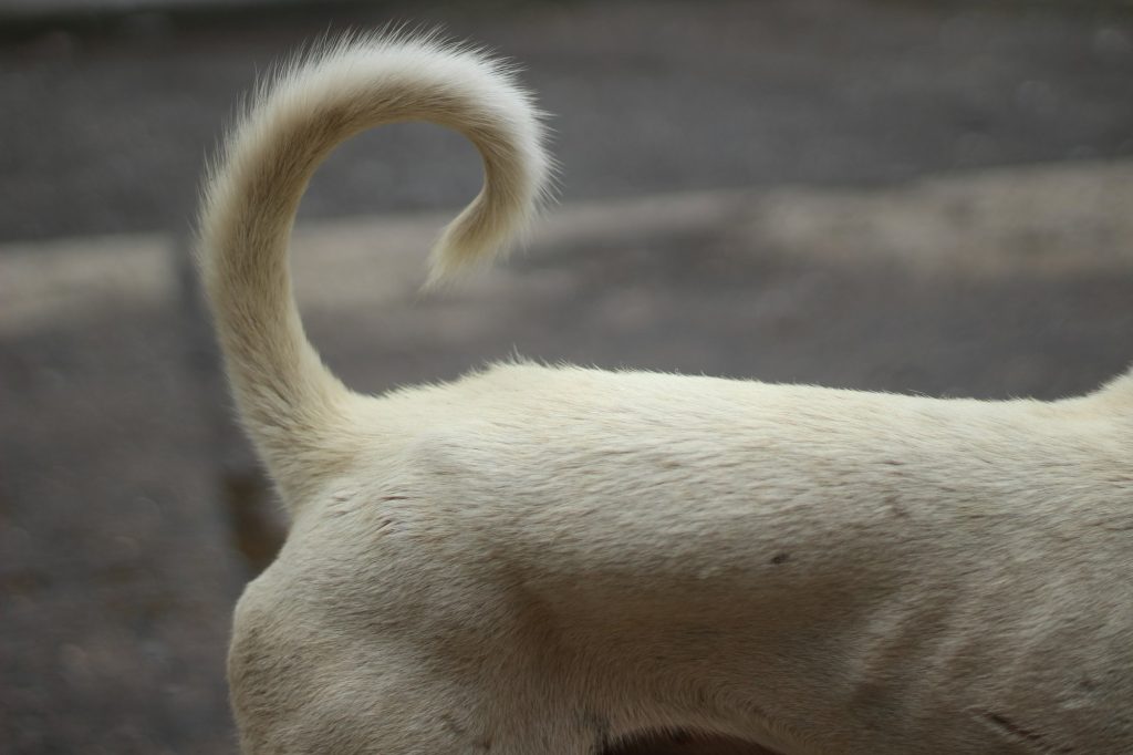 Coupe de la queue chez le chien