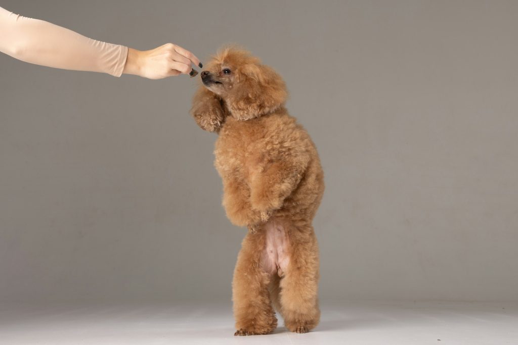 Bien-être de votre chien : ça passe par la communication !