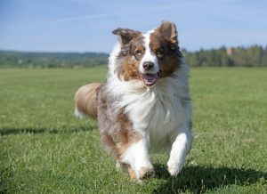 Le Berger australien : tout ce que vous devez savoir sur la race de chien préférée des Français