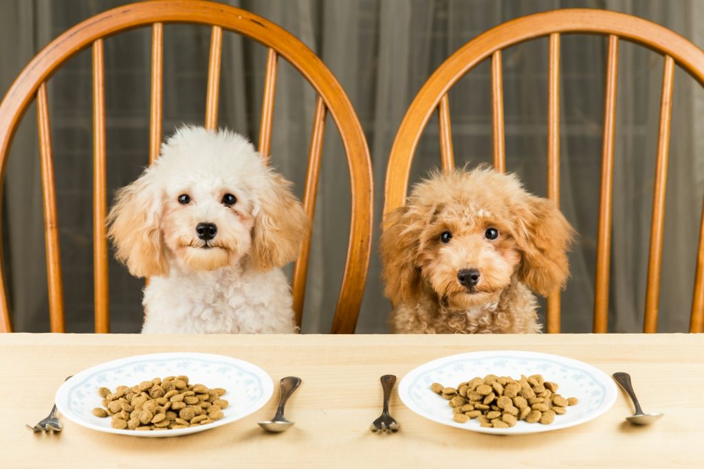 Puis-je donner des croquettes pour chat à mon chien ?