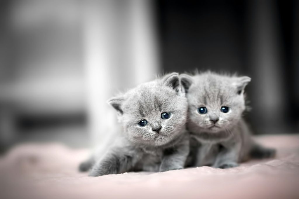 Chat British Shorthair