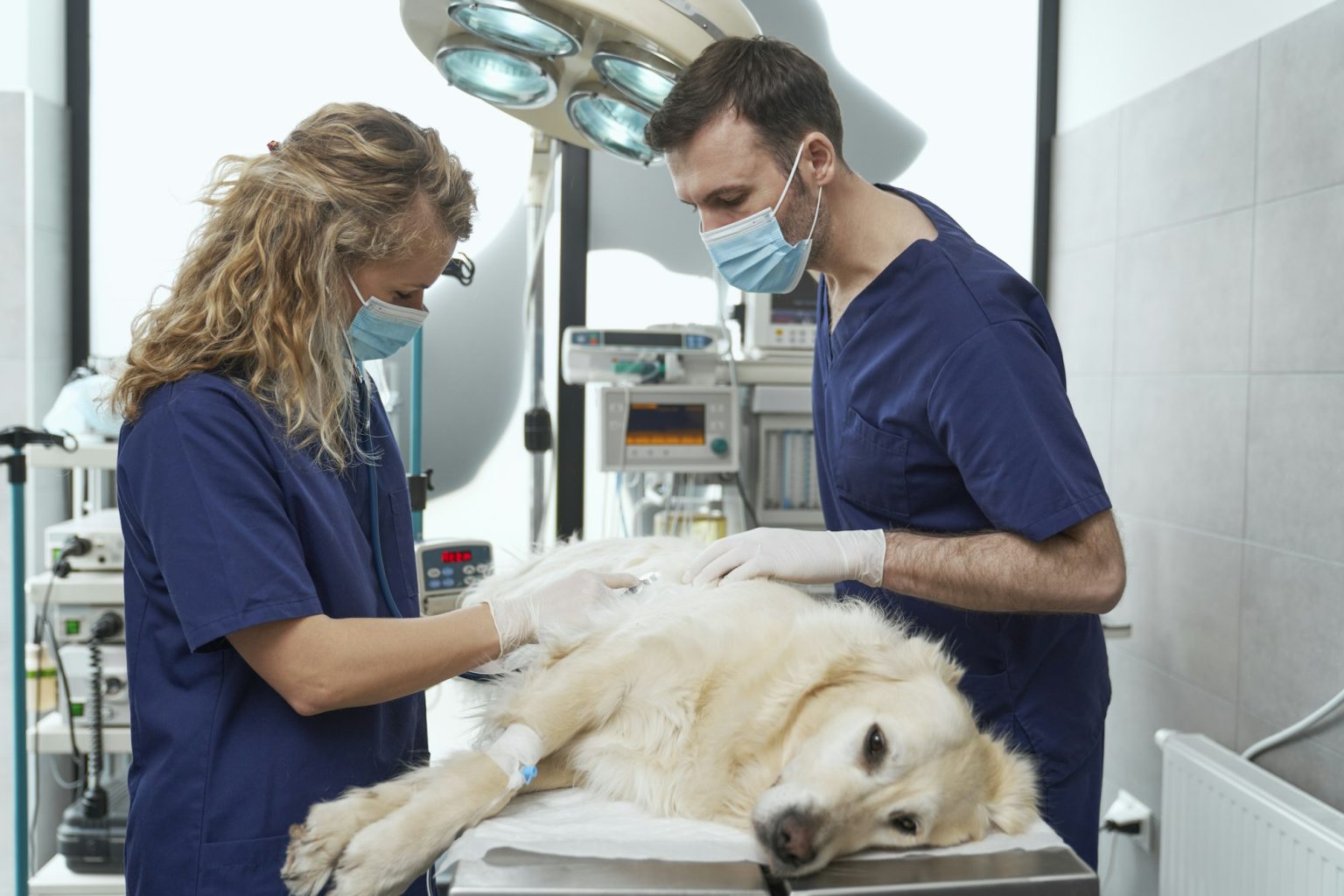 Chirurgie de la rate chez le chien causes, symptômes, traitements.