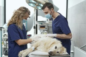 Chirurgie de la rate chez le chien