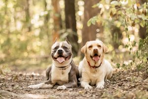 Accueillir un deuxième chien à la maison : 5 conseils avant de s'engager