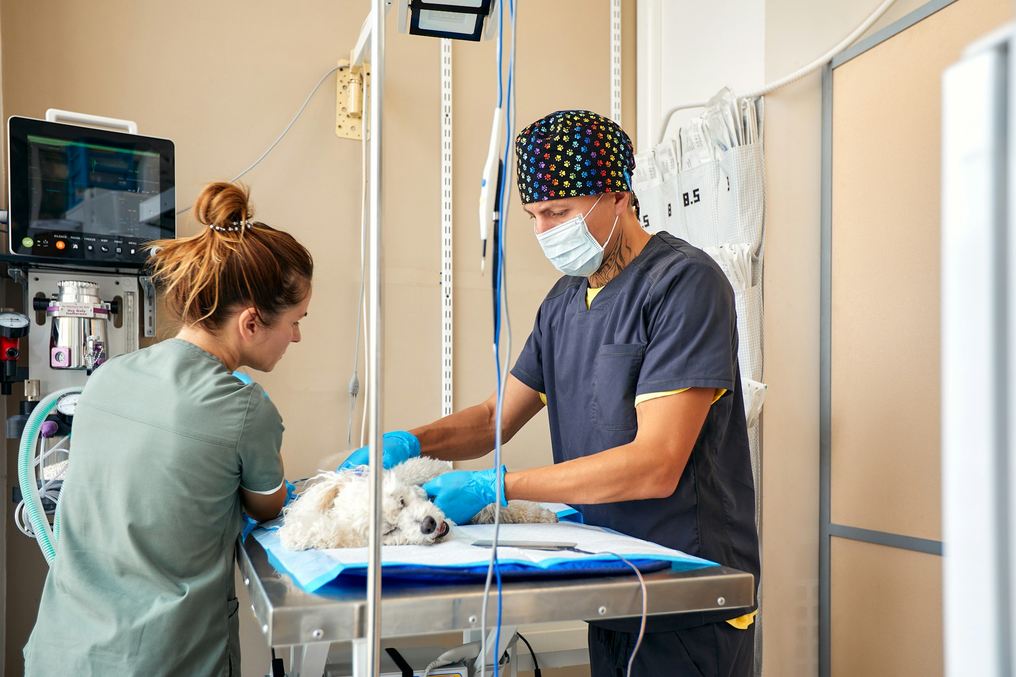 Chirurgie reconstructrice chez le chien : causes, symptômes ...