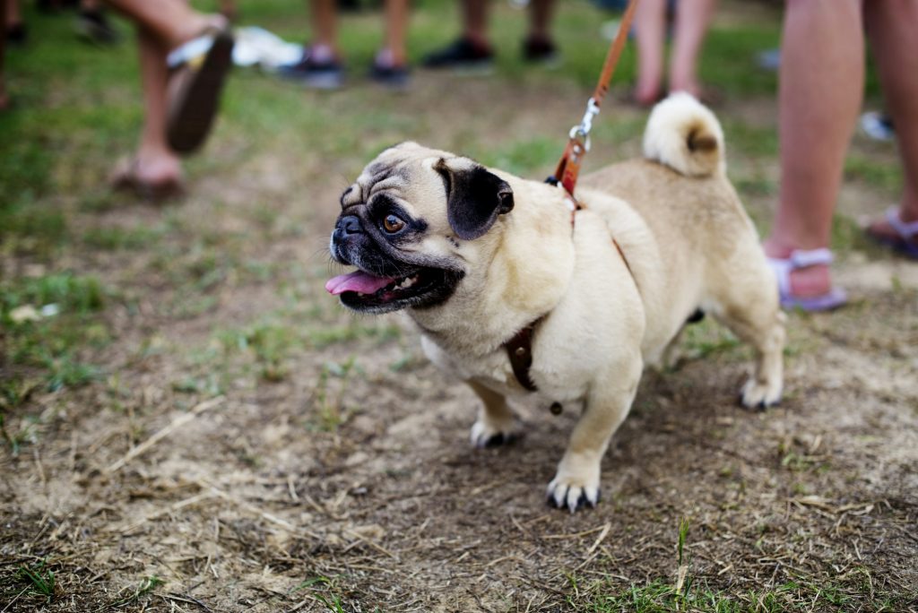 Chirurgie du syndrome brachycéphale chez le chien