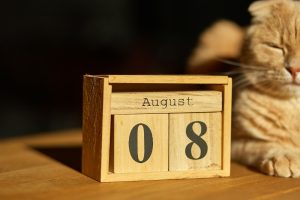 World Cat Day, 8 August on wooden calendar with ginger cat