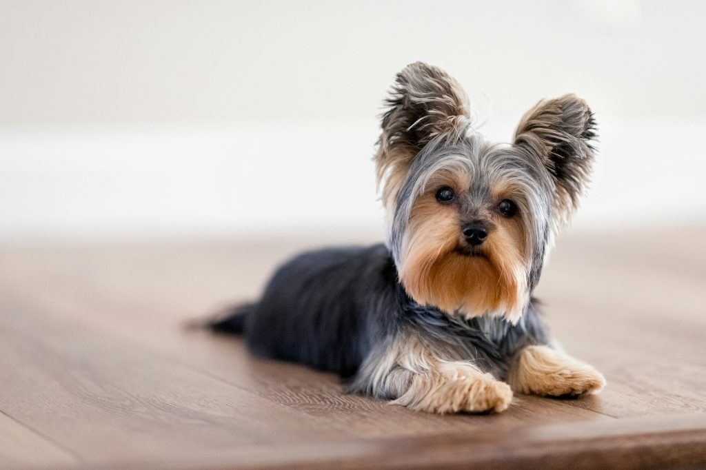 Chirurgie du foie chez le chien