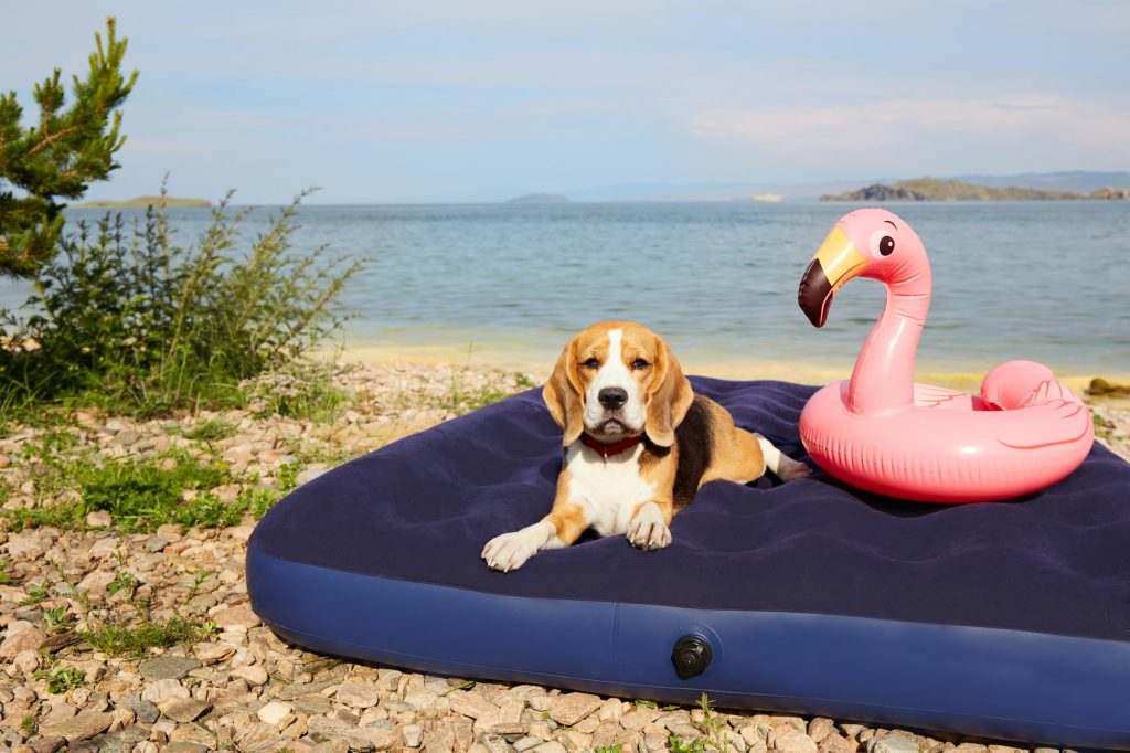 Grosses chaleurs : confectionnez votre propre matelas rafraîchissant pour chien !