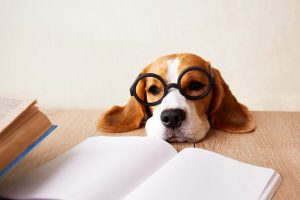 Franchises en assurance santé pour chien : ce terme anodin peut cacher des frais élevés !