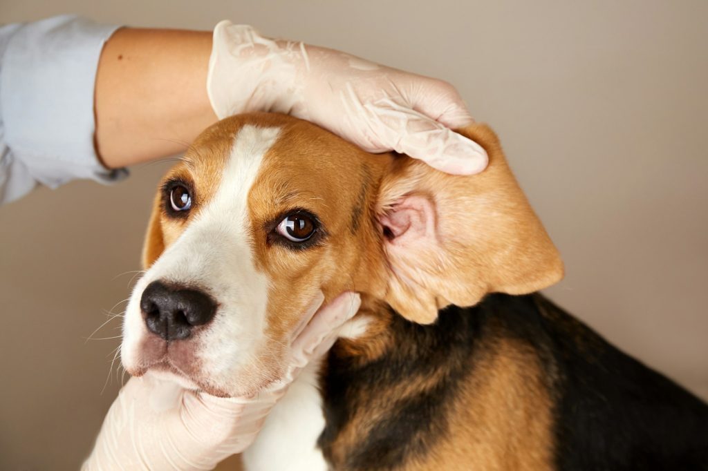 Consultation de dermatologie chez le chien