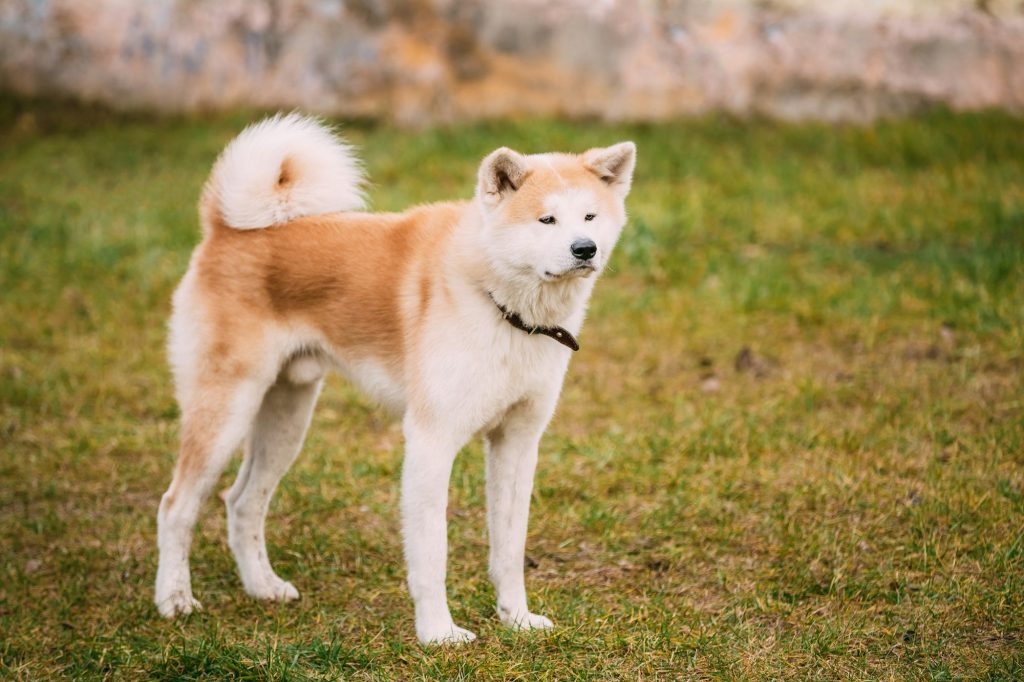 L'Akita Inu, on vous explique tout sur ce chien de race primitive