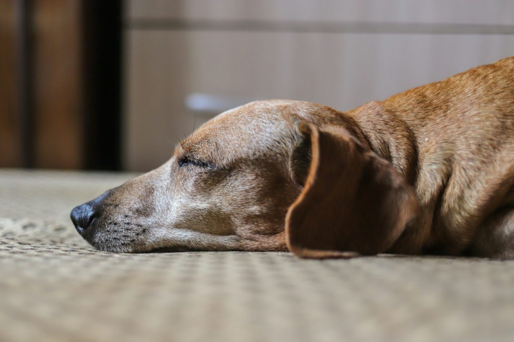 Lobectomie hépatique chez le chien