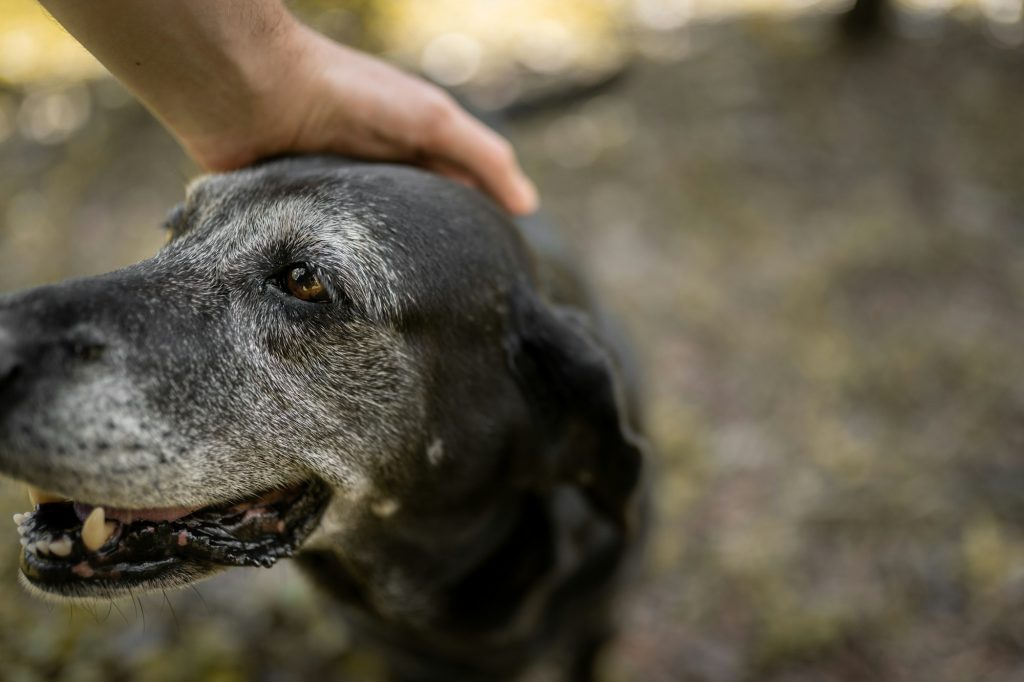 Gériatrie chez le chien : anticipez simplement les affections liées à l'âge