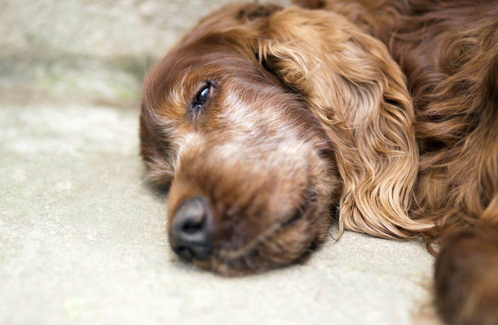 Euthanasie chez le chien