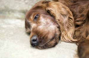 Euthanasie chez le chien