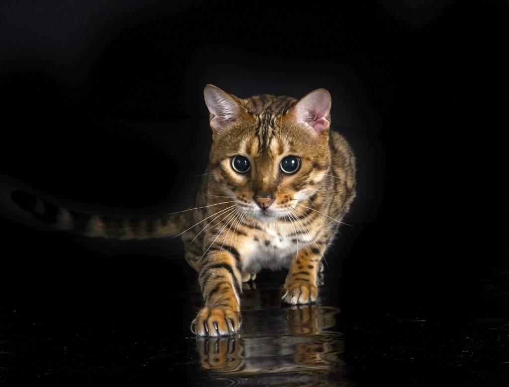 Le Bengal : le sauvage domestiqué